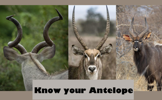 know your antelope