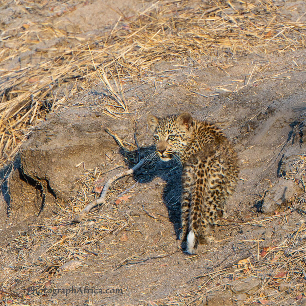 cute baby leopard walks with mother