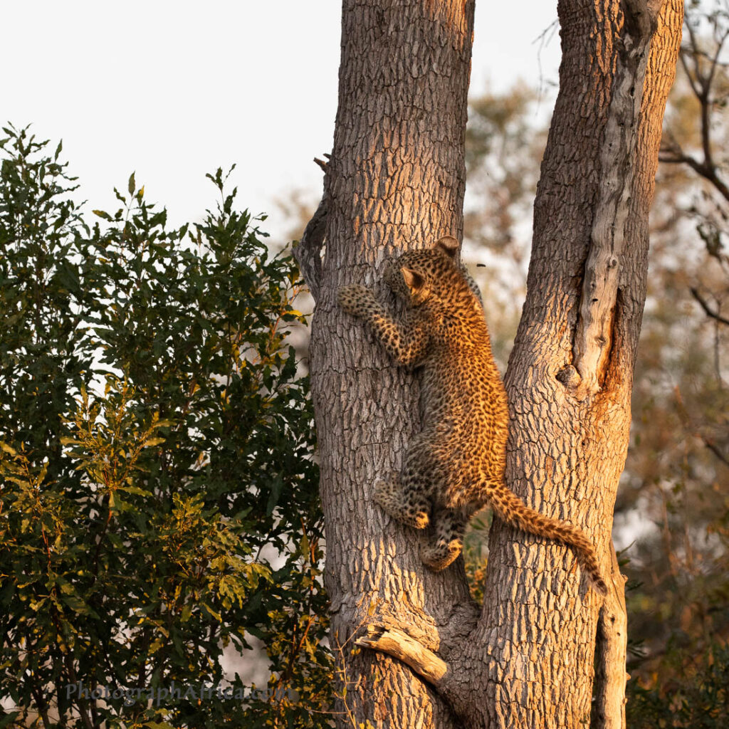 leopard cub up a tree