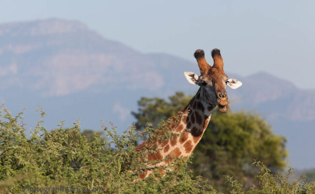 giraffe photography safari