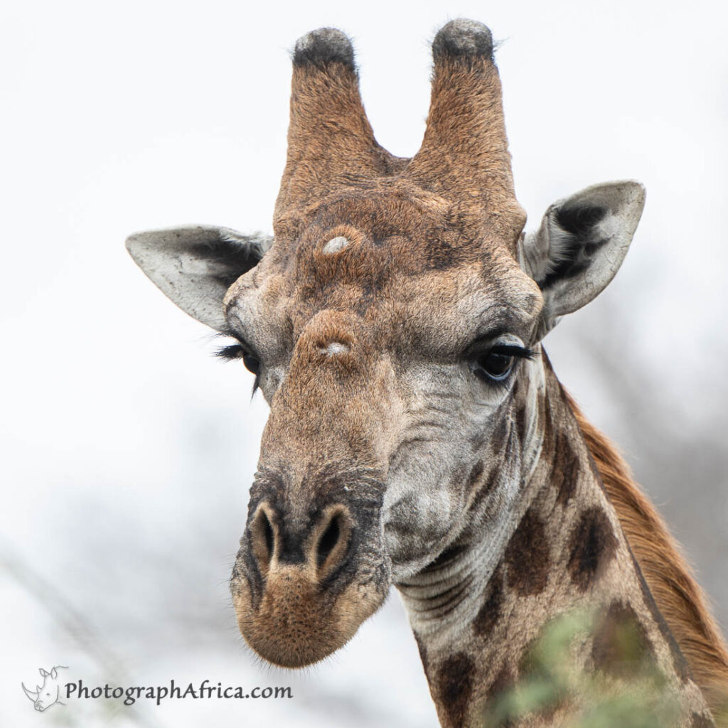male giraffe with battle scars