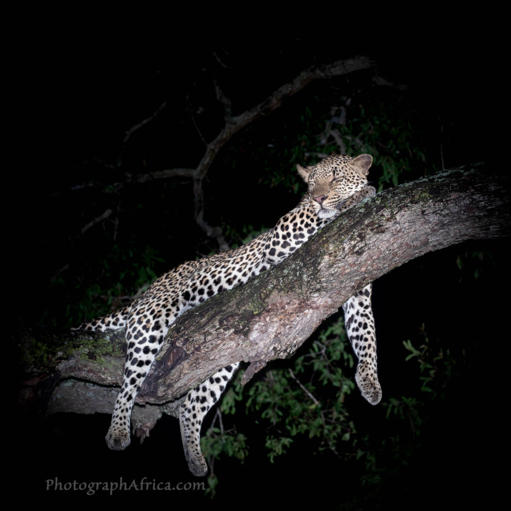 leopards in Sabi Sands at night