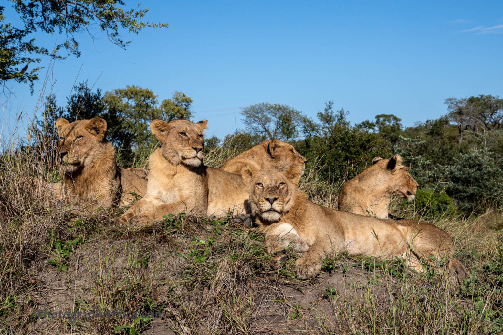 photograph lions in Kruger