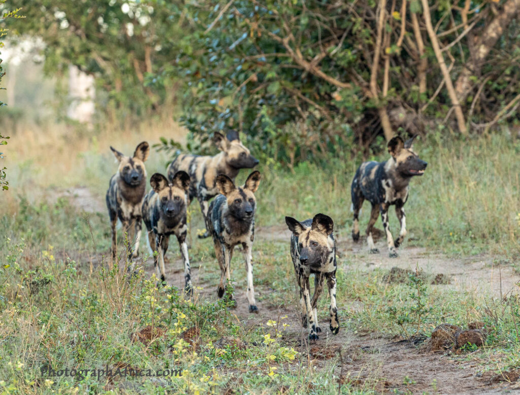 wild dogs on safari in South Africa
