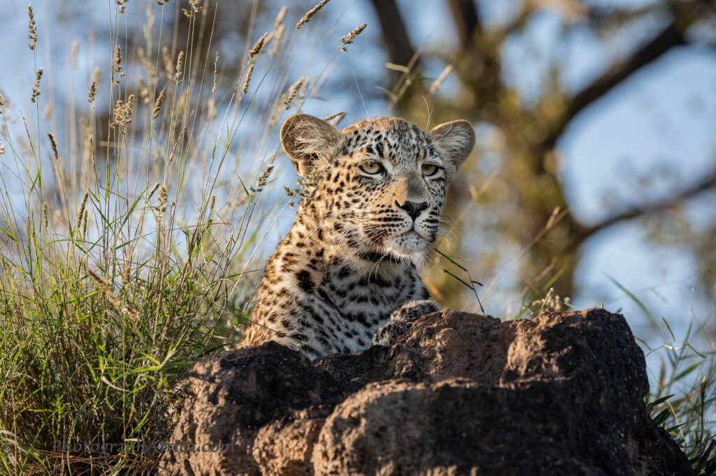 leopard photography in Sabi Sands