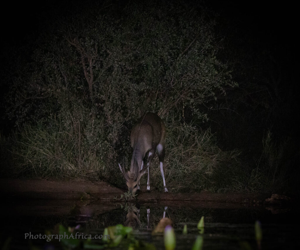 bushbuck photographed at night in the hide