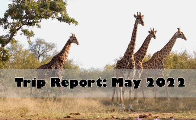 Safari Trip Report