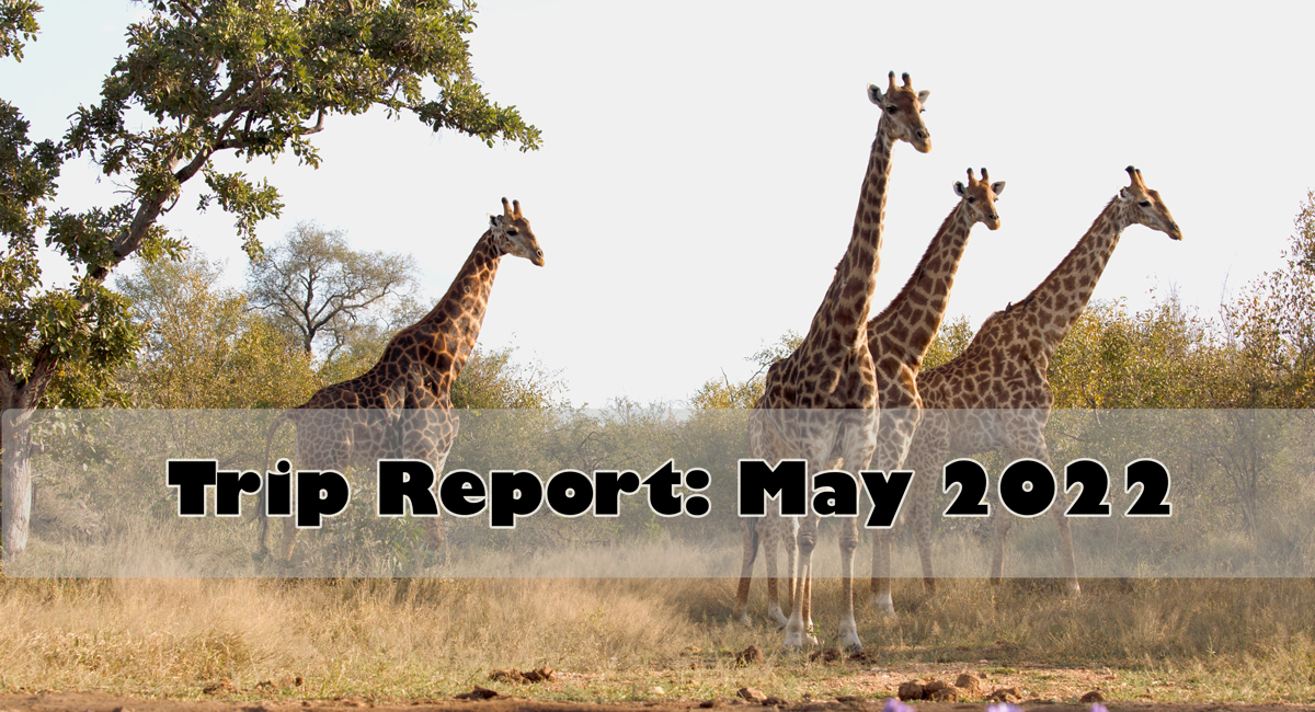 Safari Trip Report