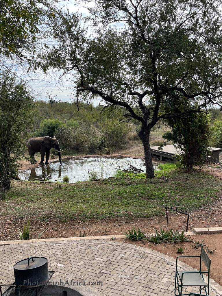 elephant visits underground water level photo hide