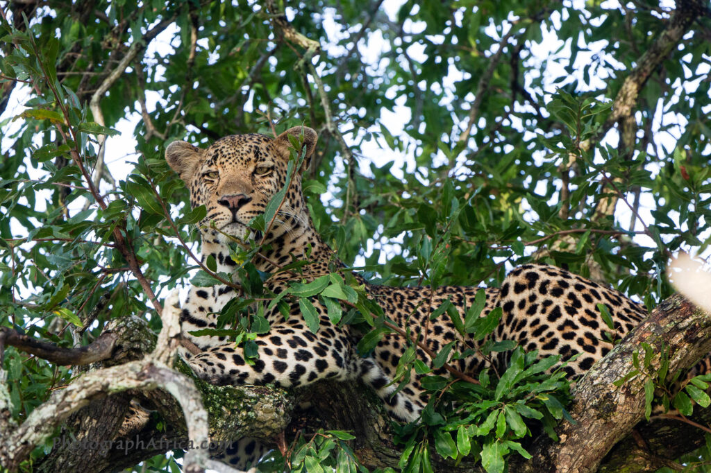 Leopard in the tree at Sabi Sands
