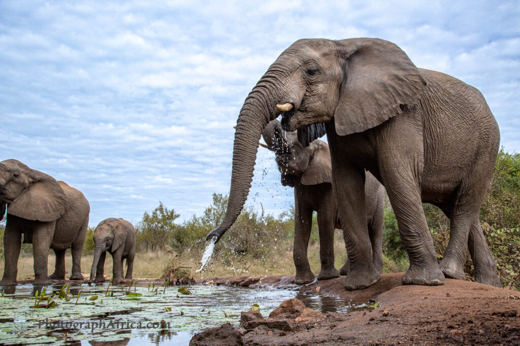 elephants visit the photography hide