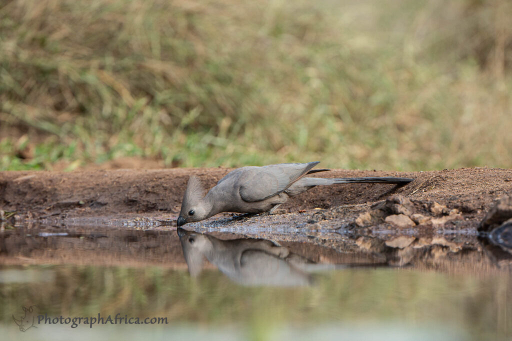 photographing birds from a hide in Africa
