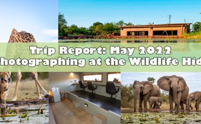 Photographing at the wildlife hide in South Africa title image