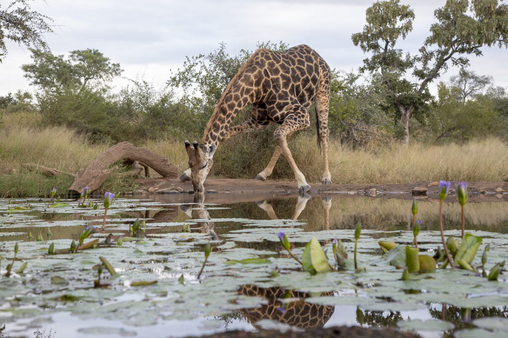 water level photo hide included in safari
