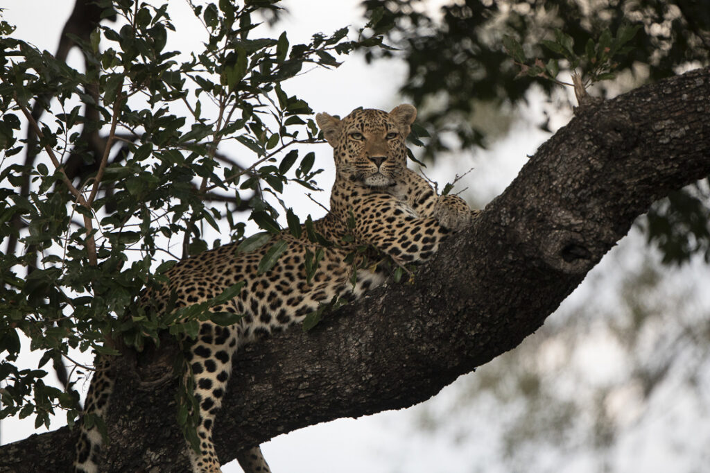 Photograph leopards in Sabi Sand Africa Wild Safaris