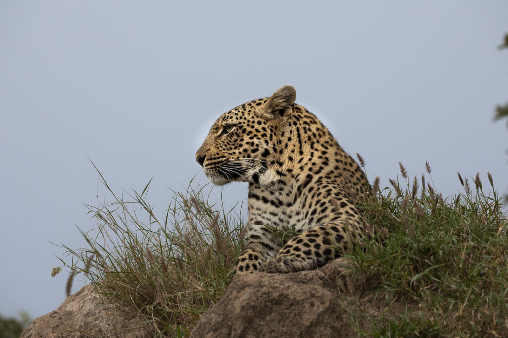 unique photo safari to South Africa