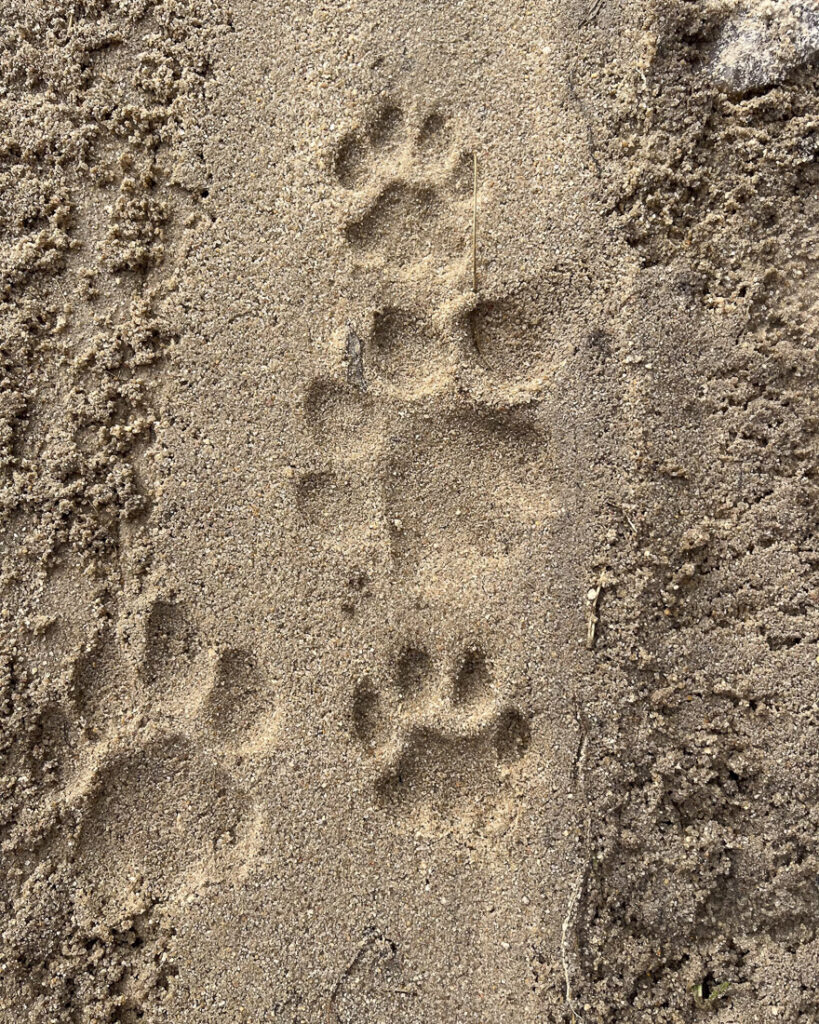 tracking leopard while on safari in Sabi Sands