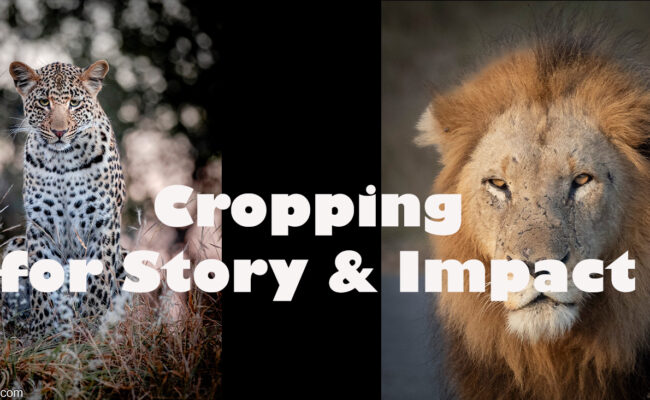 cropping safari images for story telling and impact