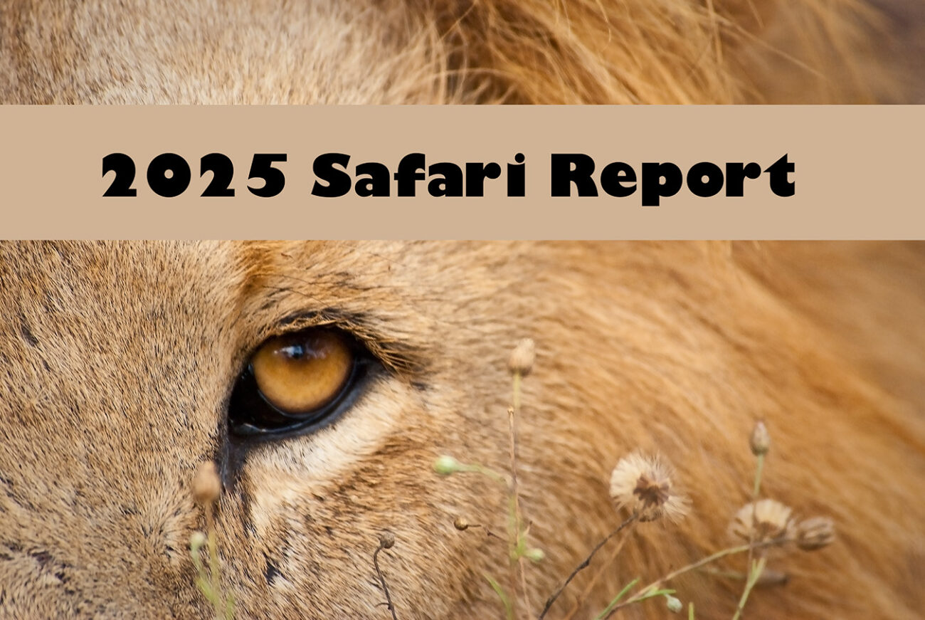 2025 South Africa Safari Trip Report